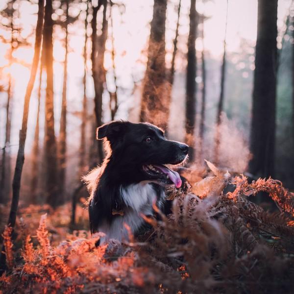 tadeusz-lakota-Sh9ltPas49Q-unsplash Harzverbunden der Harz